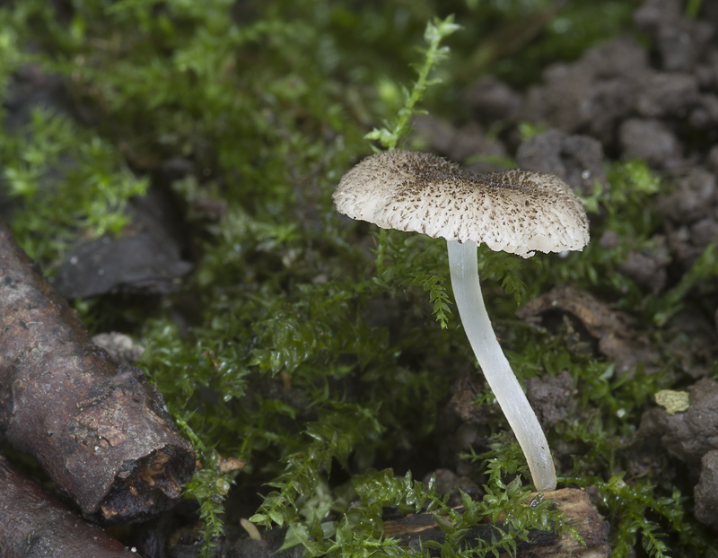 Pluteus exiguus